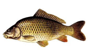 Ribnjaci Kupa - Fish Species in Breeding